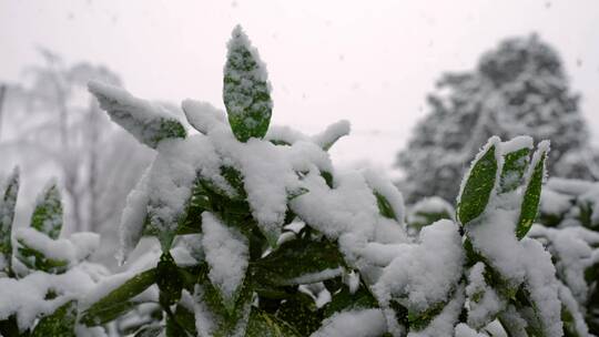 下雪时的冬青树