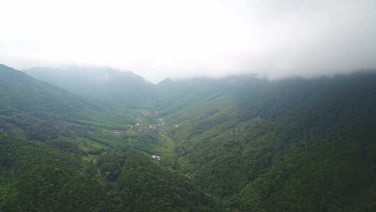 航拍武夷山桐木麻粟村正山小种老枞红茶山场