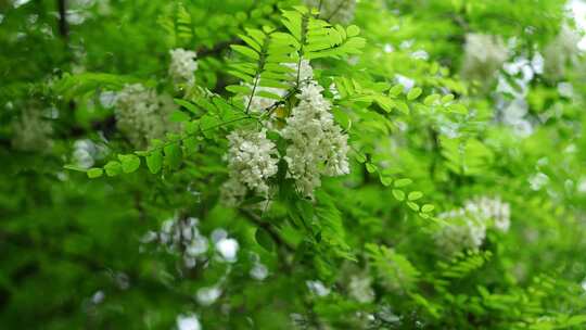 槐树林槐花