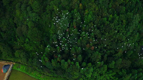 鸟瞰森林中白鹭栖息地的白鹭飞翔视频素材模板下载