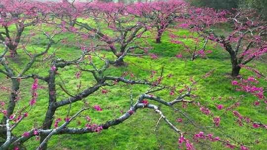 桃花树桃花林桃花山