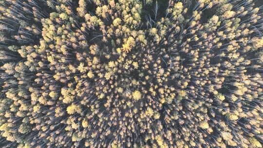 航拍秋天茂密的金色树林视频素材模板下载
