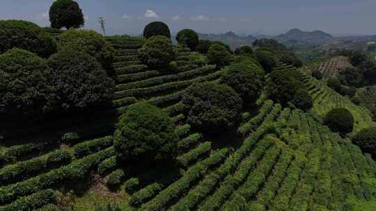 茶叶 茶园 春茶 嫩芽