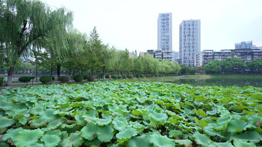 武汉汉口宝岛公园风景