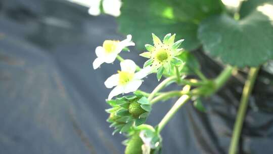 草莓 温室大棚 草莓苗 草莓秧