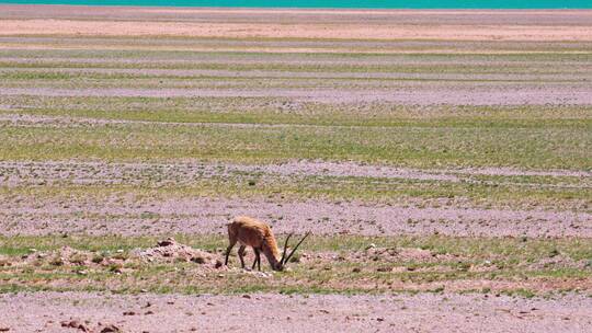 在草原上吃草的一只藏羚羊