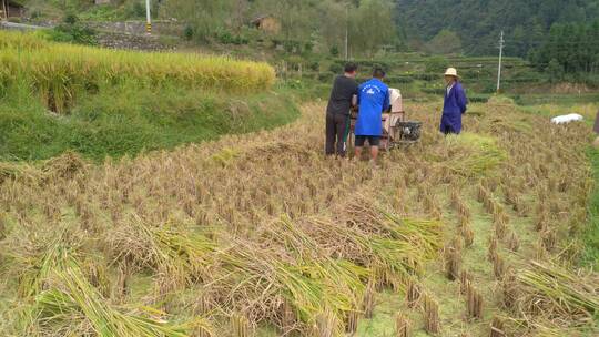 机器收割水稻