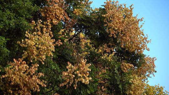 秋季的栾树开花结果 一个一个的红灯笼
