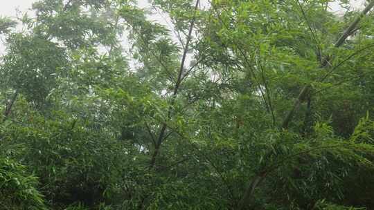 下雨天茂密的竹林枝叶繁茂生机勃勃的景象