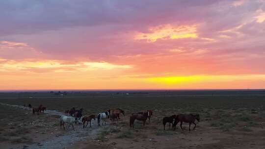 航拍夕阳晚霞与马群