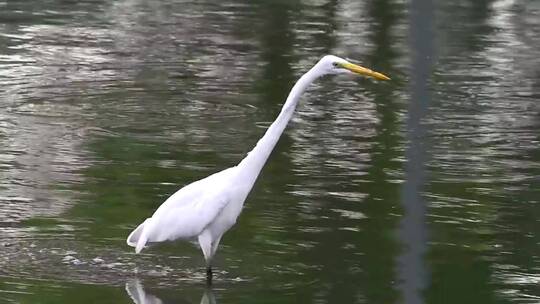 白鸟在湖中漫步