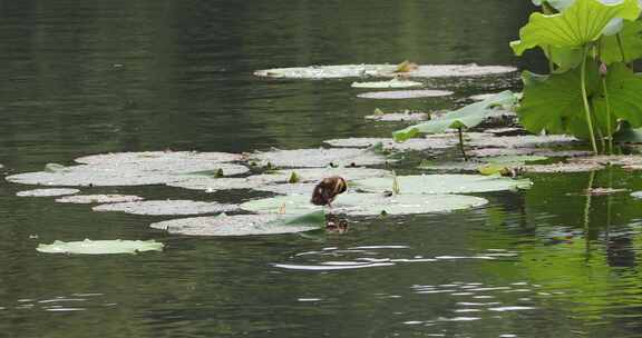 初夏杭州西湖湖面出生的小野鸭