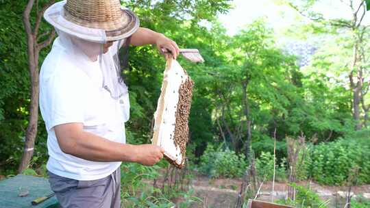 养蜂人蜂农采蜂蜜