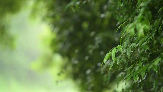 雨中的树叶