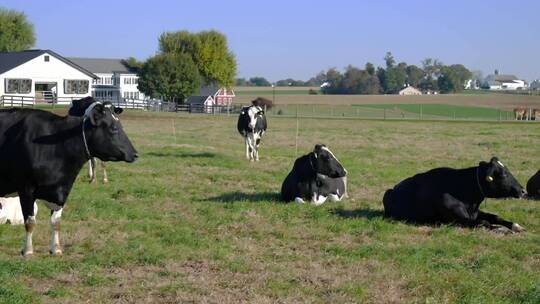奶牛群在草地上晒太阳