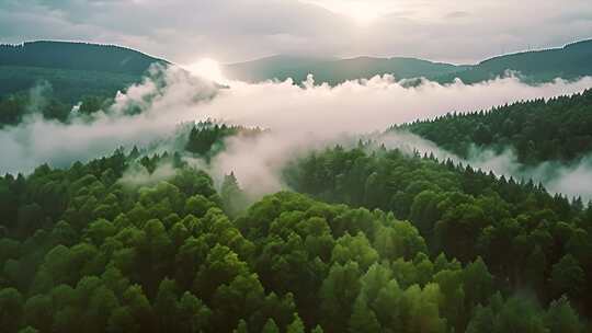 清晨大自然森林树林日出云海唯美风景风光航