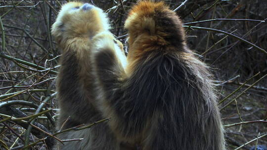 两只金丝猴梳理毛发