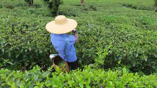 茶园里茶农在采茶叶