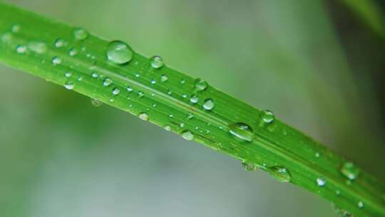 春分惊蛰清明植物露水