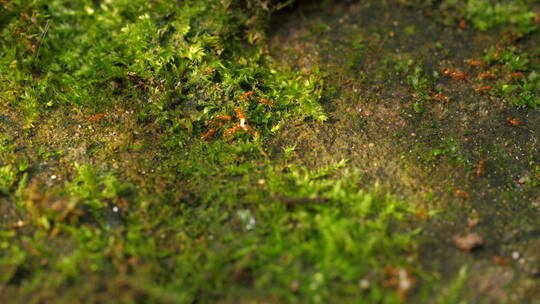 微距特写青苔上一队行进的蚂蚁