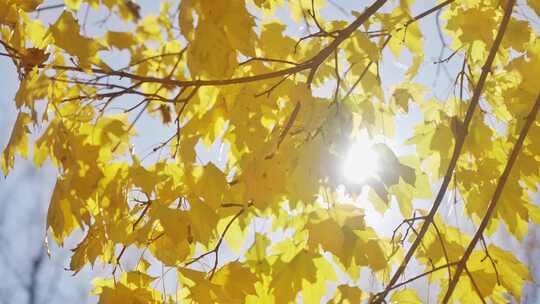 逆光拍摄秋天阳光透过金黄的树叶照射下来