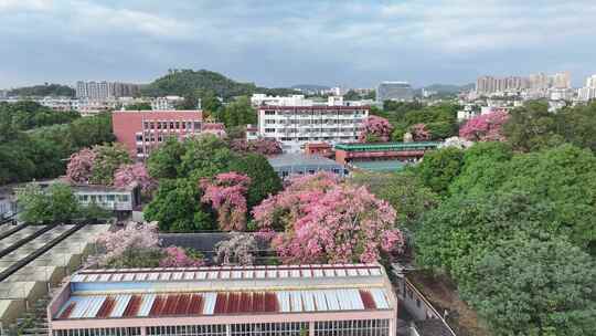 中国广东省广州市天河区华南师范大学异木棉