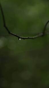 下雨天森林潮湿的树枝树叶雨滴