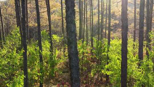 光影秋季树林