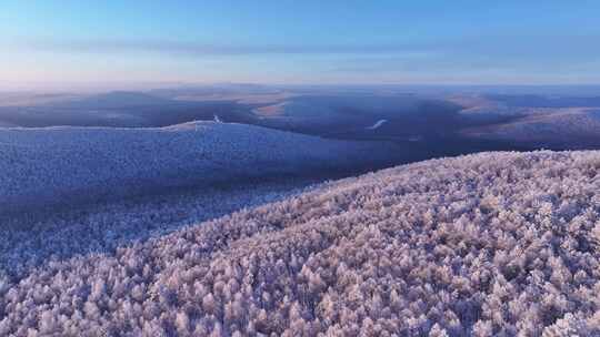 黎明航拍林海雪原雾凇拉镜头250104