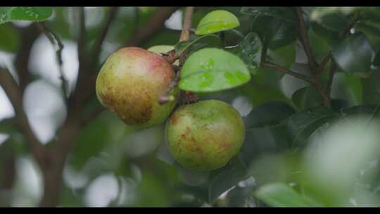 山茶树山茶果视频宣传片素材