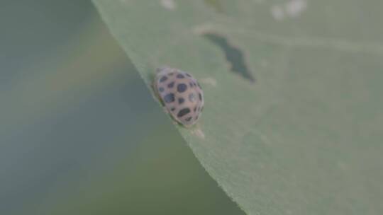 植物叶子上的瓢虫微距LOG视频素材模板下载
