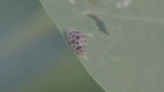 植物叶子上的瓢虫微距LOG