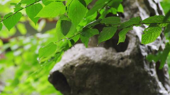 清新的雨景