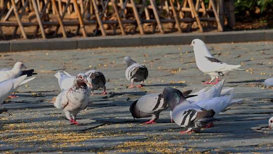 一群鸽子吃食