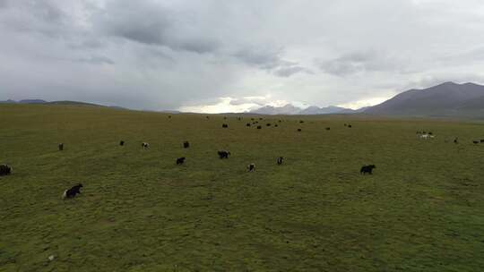 航拍青海高原牦牛群氛围感极强特殊地貌雪山