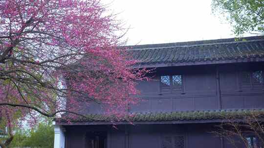 杭州西湖都锦生故居梅花风景