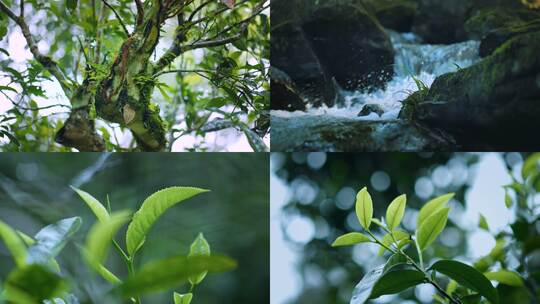 茶山云海自然河山川森林古树植物青苔生态高清在线视频素材下载