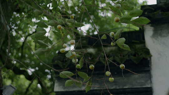 枝头青果挂，绿叶掩映古建筑