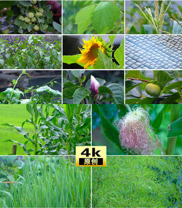 雨水下雨雨天水绿色植被空镜高清在线视频素材下载