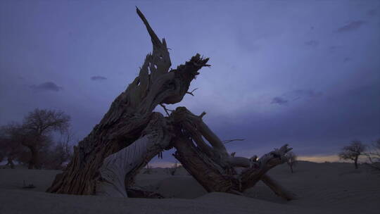 内蒙古沙漠怪树林 一棵枯树 日转夜 延时