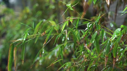 下雨天植物水滴唯美空境雨景视频素材模板下载