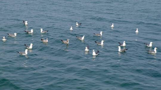 微波荡漾海面的海鸥