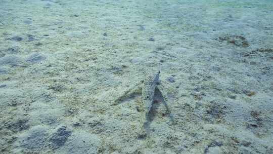 飞行Gurnard，海洋，水下，海底