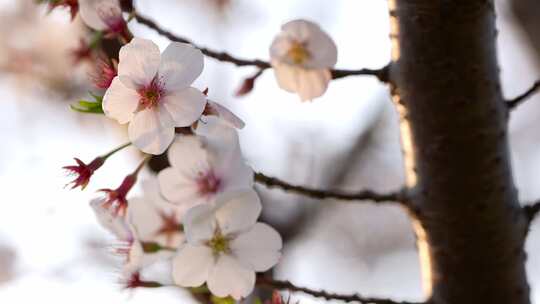 春天公园里樱花盛开