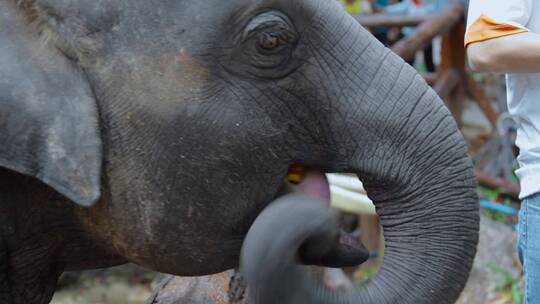 泰国旅游视频泰国大象园大象吃香蕉特写