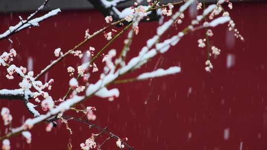 红墙绿瓦腊梅故宫腊梅雪景古建筑下雪腊梅视频素材模板下载