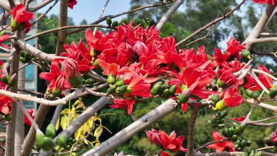 盛开的木棉花特写