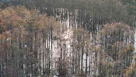 佛山市顺德伦教大涌水杉湿地候鸟白鹭群