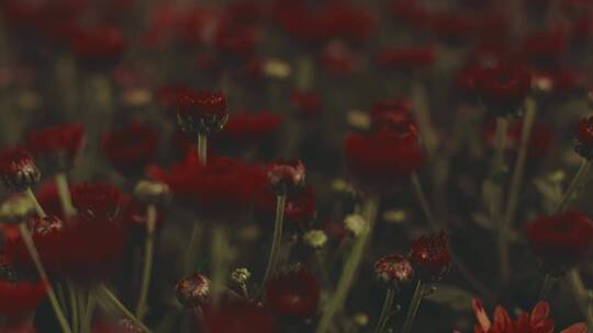 红色花朵的朦胧景观