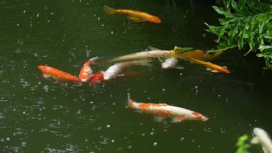 雨中畅游的锦鲤实拍